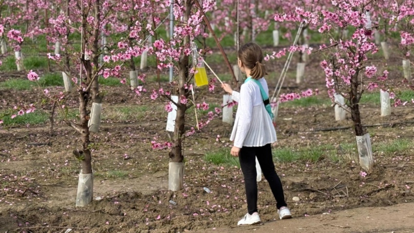 Más de 800 personas disfrutan de la belleza de la floración en Fraga