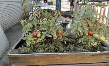 huerto (3) foto del huerto 3