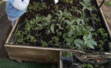 huerto (4) foto del huerto 4