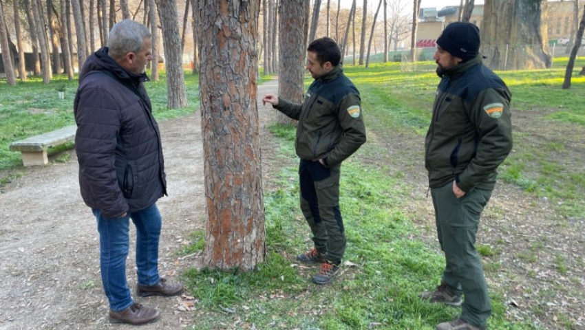 Fraga retirará varios pinos afectados por el Tomicus Destruens en La Pinada