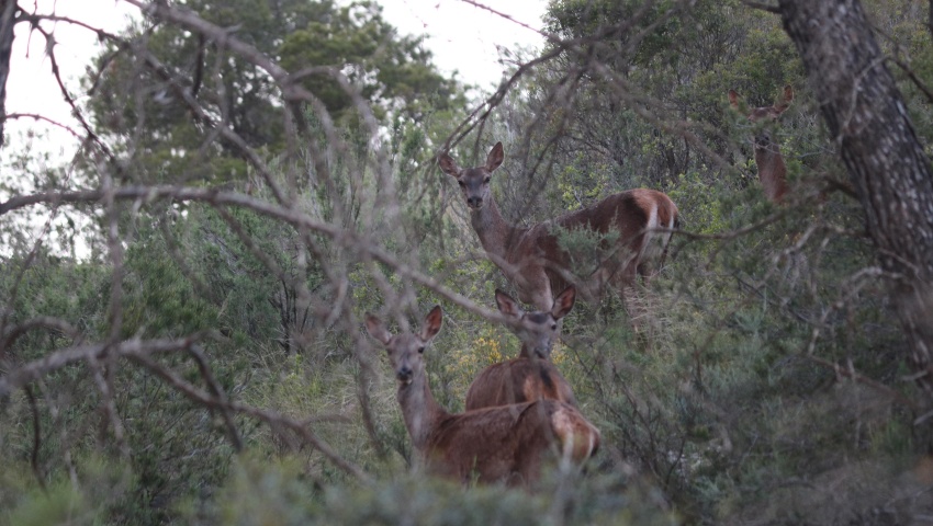 El alcalde emite un bando para velar por el bienestar de los ciervos durante la berrea