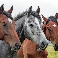 Paseos a caballo